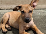 Disponible à l'adoption : chiot femelle marron