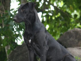 En attente d'adoption : chiot femelle de 7 mois