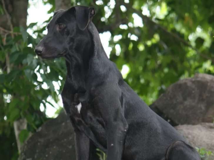 En attente d'adoption : chiot femelle de 7 mois