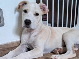 Prêt pour l’adoption : chiot femelle au pelage blanc