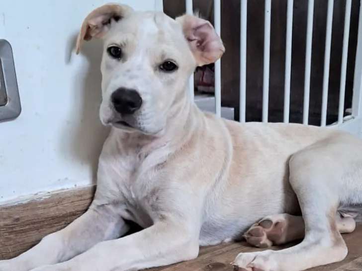 Prêt pour l’adoption : chiot femelle au pelage blanc