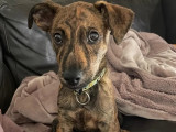 En attente d'une famille : chiot mâle bringé