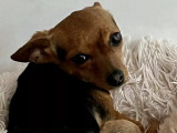 À accueillir : chienne Pinscher Nain noir et feu