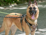 En quête d'un foyer : chien Berger Malinois fauve