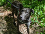 Adoption disponible : chienne Beauceron d'un an
