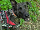 Adoption disponible : chienne Beauceron d'un an