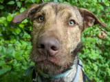 À la recherche d'une famille : chien Beauceron marron