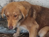 Chienne marron à adopter