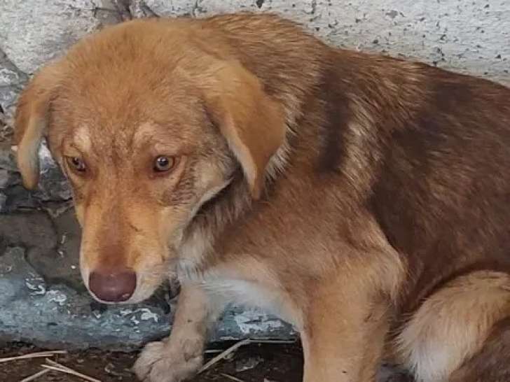 Chienne marron à adopter