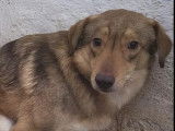 Chienne marron à adopter