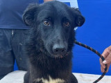 Chien de 2 ans disponible à l'adoption