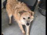 Chienne blanche prête pour l’adoption