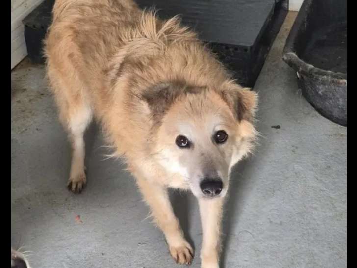 Chienne blanche prête pour l’adoption