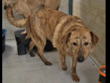 Chienne bringée en attente d'adoption