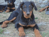 Aramis, magnifique chiot Beauceron noir et feu inscrit au LOF à vendre