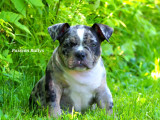 Chiot American Bully disponible