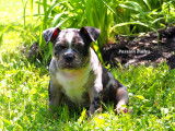 Chiot American Bully disponible