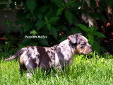Chiot American Bully disponible