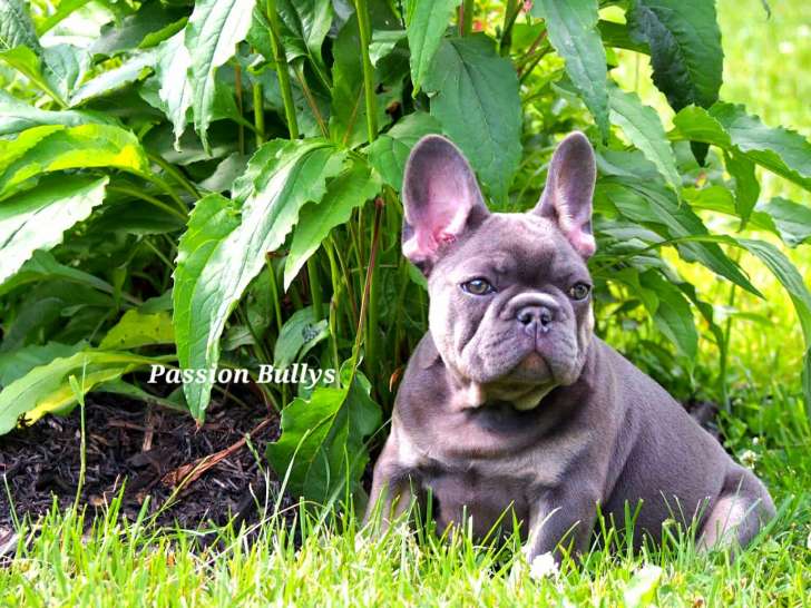 Chiots Bouledogue Français disponibles