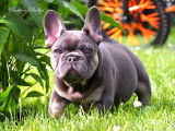 Chiots Bouledogue Français disponibles