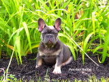 Chiots Bouledogue Français disponibles