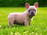 Chiots Bouledogue Français disponibles