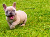 Chiots Bouledogue Français disponibles