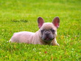Chiots Bouledogue Français disponibles