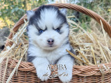 Chiots de race Pomsky à vendre (8 femelles & 3 mâles)