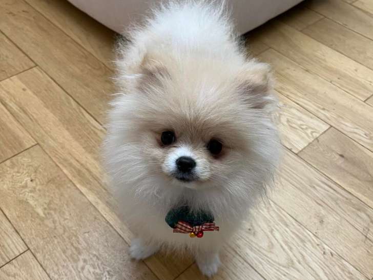 Magnifique Spitz Poméranien à vendre