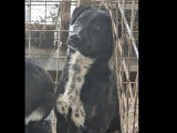 Chienne de 4 ans en attente d’un foyer
