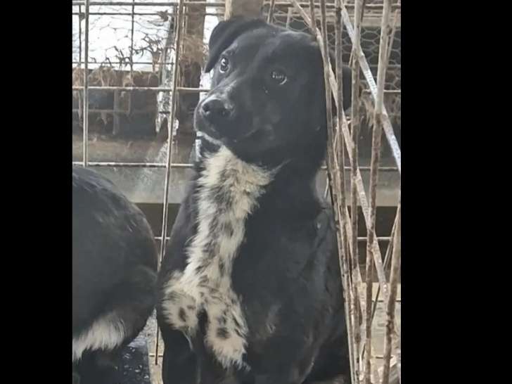 Chienne de 4 ans en attente d’un foyer
