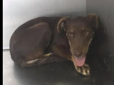 Chienne au pelage chocolat à accueillir