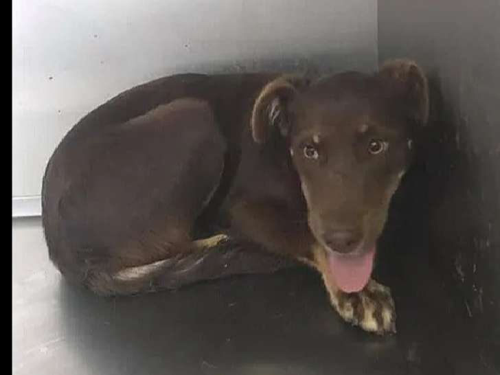 Chienne au pelage chocolat à accueillir