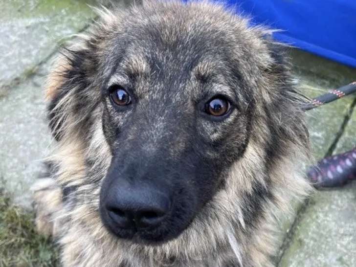 Chienne bringée en quête d'un foyer