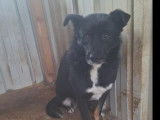 Adoption disponible : chien tricolore