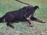 Adoption disponible : chien tricolore