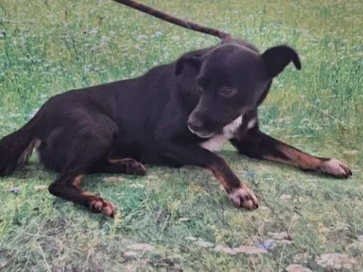 Adoption disponible : chien tricolore