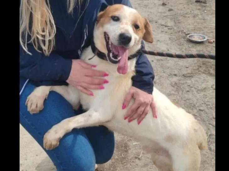 Chien marron et blanc à la recherche d'un foyer