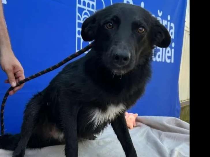 À adopter, chien noir avec marque blanche
