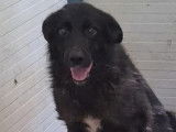 À adopter, chien noir avec marque blanche