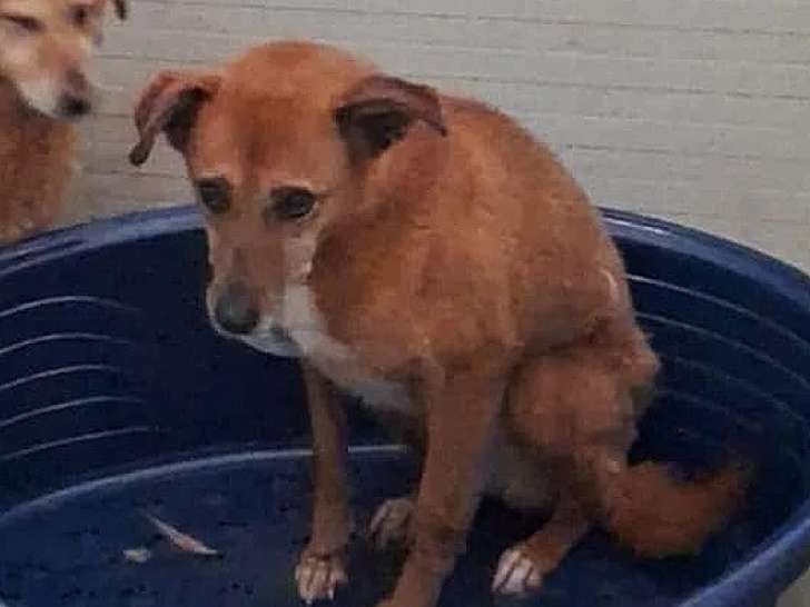 Disponible à l'adoption, chiot mâle fauve
