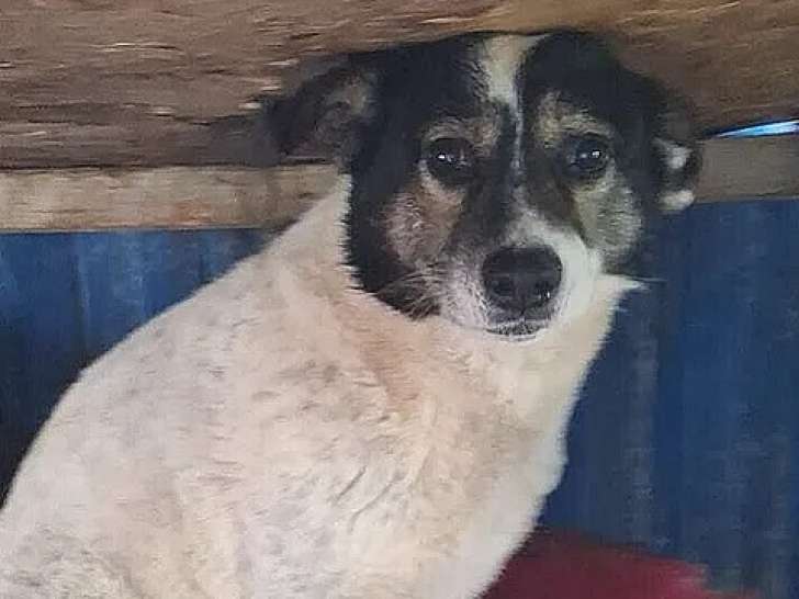 En attente d'adoption, chienne noire et blanche
