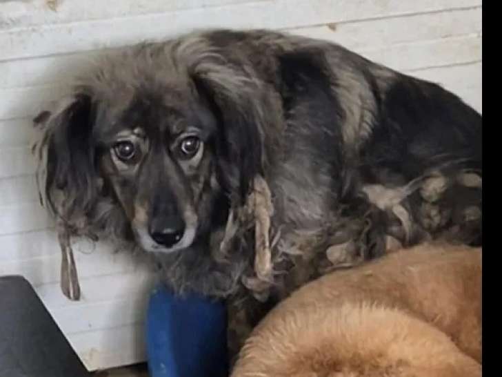 Prête pour l’adoption, chienne de 5 ans
