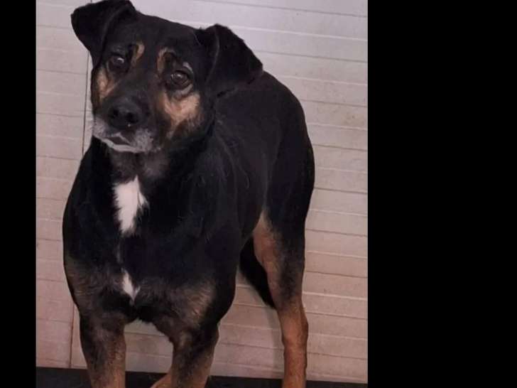 En attente d’une famille, chienne noire et feu