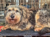 En quête d'un foyer, chien noir et beige