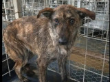 Adoption disponible : chienne bringée