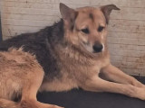 À la recherche d'un foyer, chien de 7 ans