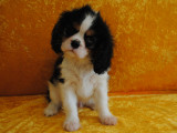 Chiots Cavaliers King Charles tricolores à vendre