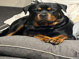 Mâle Rottweiler disponible pour saillie
